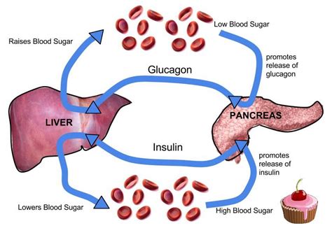 Because of our interest in the relationship between body weight regulation and plasma insulin levels. . The relationship between the pancreas and homeostasis